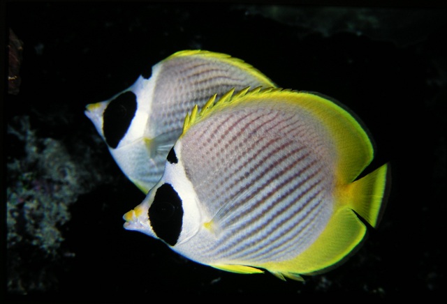 Chaetodon adiergastos  烏頂蝴蝶魚.jpg