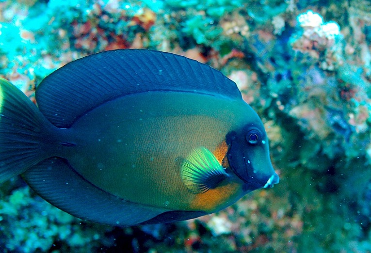 Acanthurus pyroferus  火紅刺尾鯛.jpg
