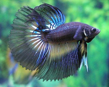 Betta fish.jpg