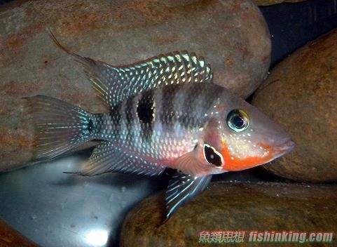 4 火口魚.jpg