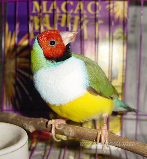 七彩文鳥.jpg