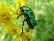 220px-Foraging_cetonia_aurata.jpg