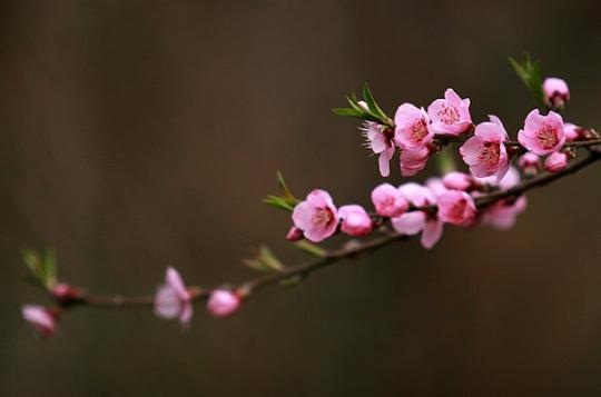 桃花.jpg