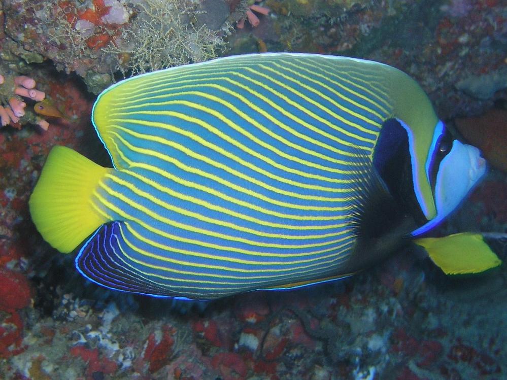 Angel-fish 棘鲽魚 (Emperor 帝王神仙魚).jpg