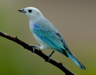 BlueGrayTanager-1014ss.jpg