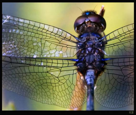dragonfly 2.jpg
