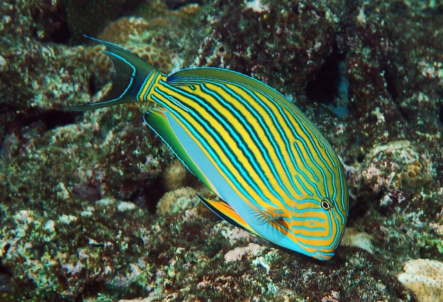 Acanthurus lineatus   線紋刺尾鯛.jpg