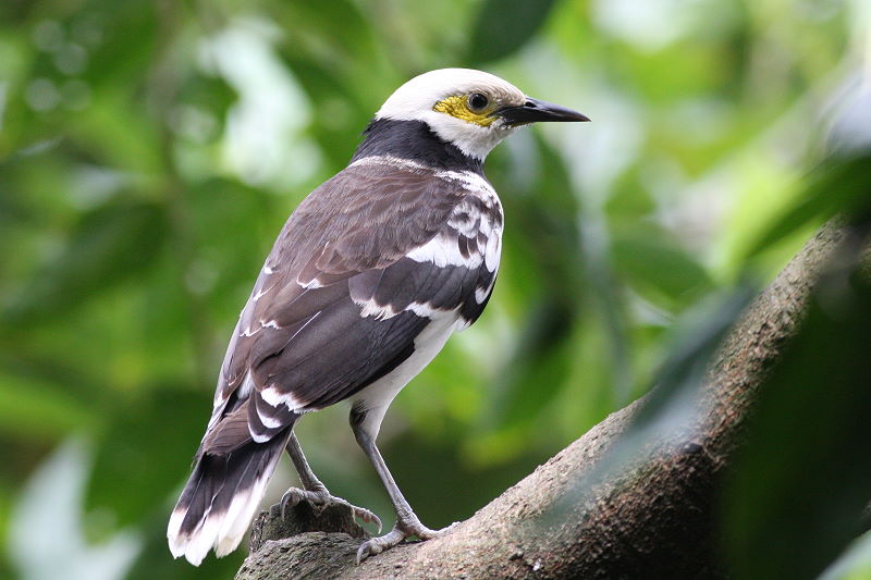 2 黑領椋鳥.jpg