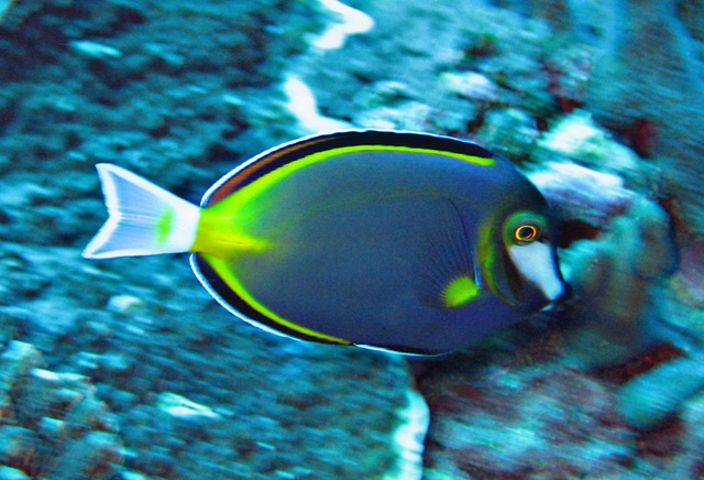 Acanthurus japonicus  日本刺尾鯛 02.jpg
