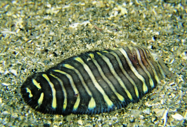 Aesopia cornuta  角鰨.jpg