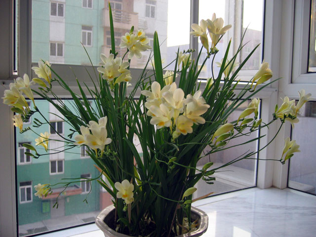小苍蘭.jpg
