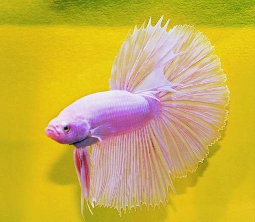 白色的扇尾鬥魚.JPG