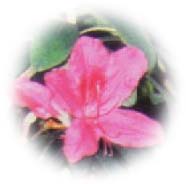 杜鵑花.jpg