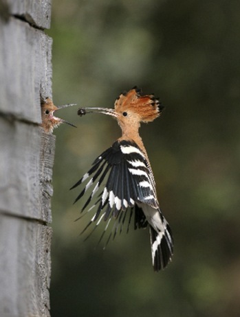 以色列的“國鳥”戴勝。.jpg