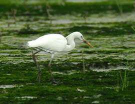 黃嘴白鷺 swinhoes_egret_isaac.jpg