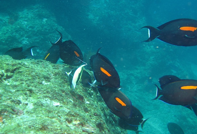 Acanthurus olivaceus  一字刺尾鯛.jpg
