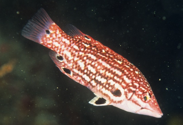 Bodianus diana  對斑狐鯛.jpg