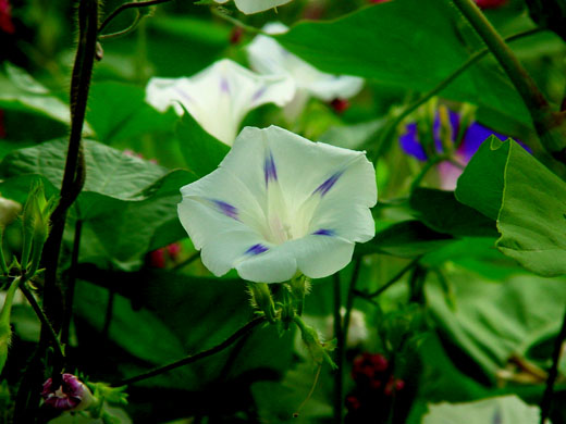 金黄牵牛花.jpg