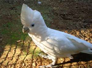 杜氏葵花鳳頭鸚鵡.jpg
