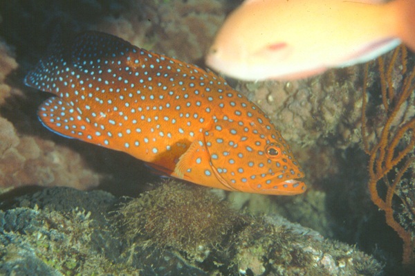 Cephalopholis miniata  青星九刺鮨.jpg