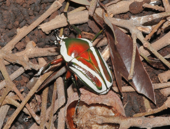 Dicronorhina debyana 白條綠花金龜02.jpg