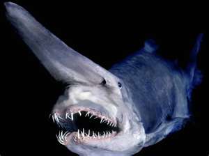 劍吻鯊(Goblin Shark).jpg