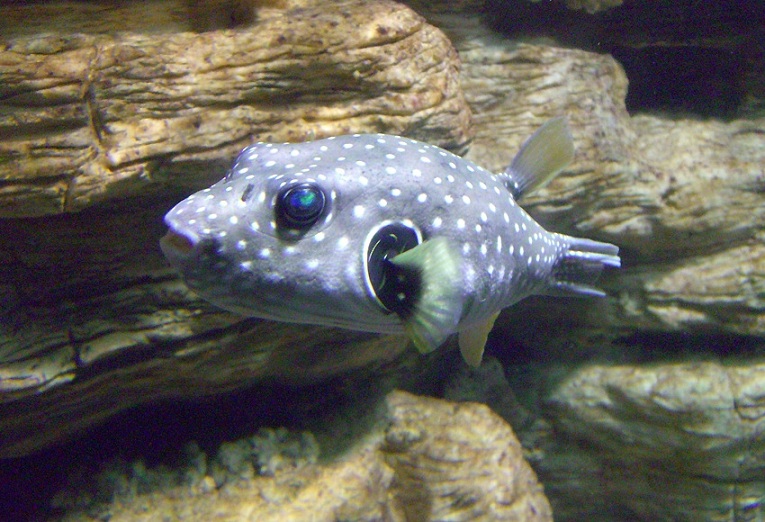 Arothron hispidus  紋腹叉鼻魨.jpg
