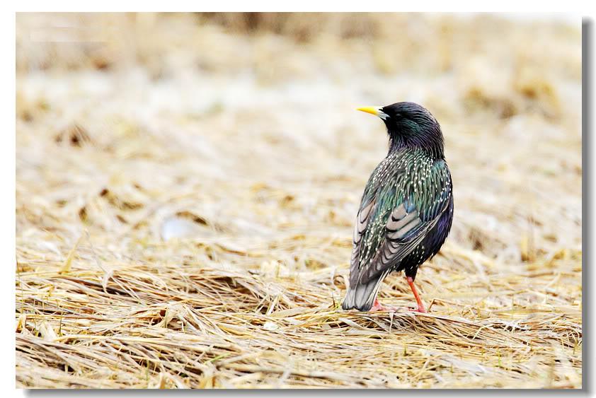 歐洲椋鳥.jpg