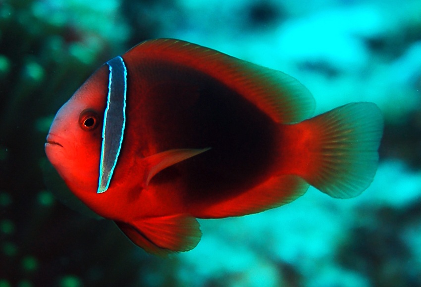 Amphiprion frenatus  白條雙鋸魚.jpg