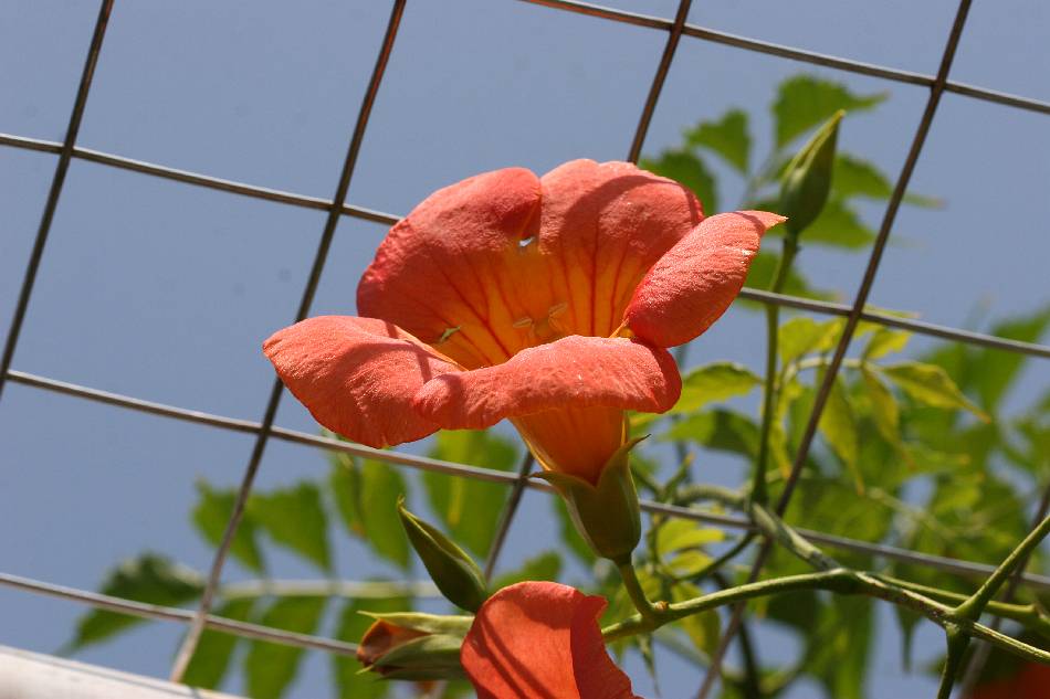 凌宵花-花08.jpg