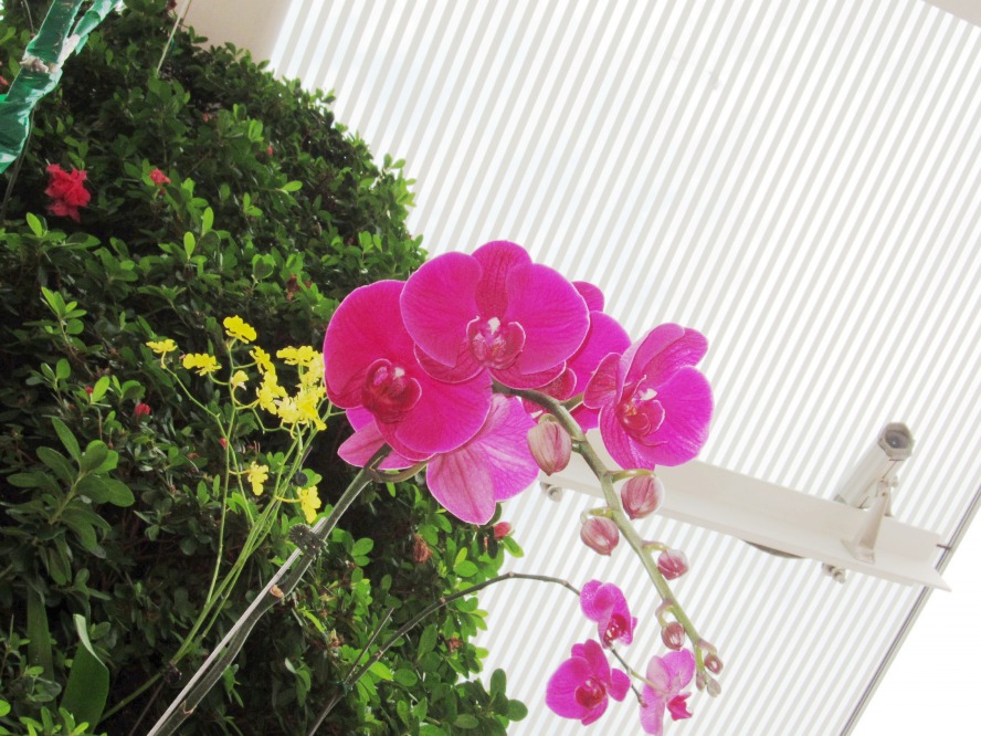 蘭花蝴蝶蘭 (2).jpg