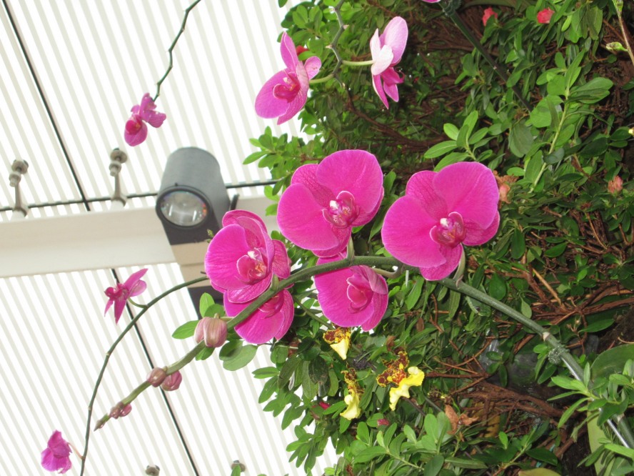 蘭花蝴蝶蘭 (3).jpg