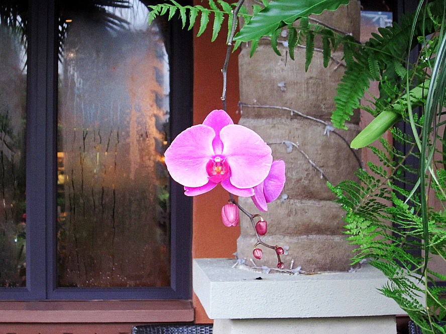 蘭花蝴蝶蘭 (7).jpg