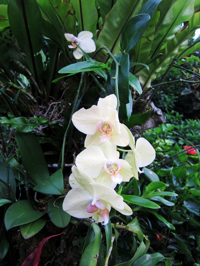 蘭花蝴蝶蘭 (9).jpg