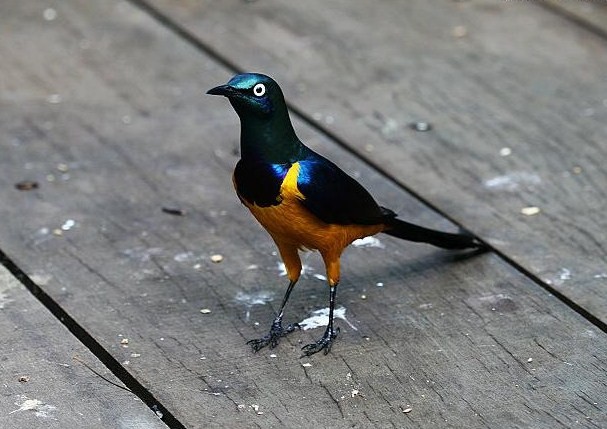 金胸椋鳥.jpg