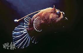 4 琵琶魚.jpg