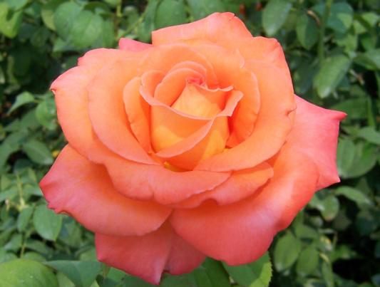 1 月季花.jpg