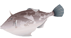 剝皮魚.gif
