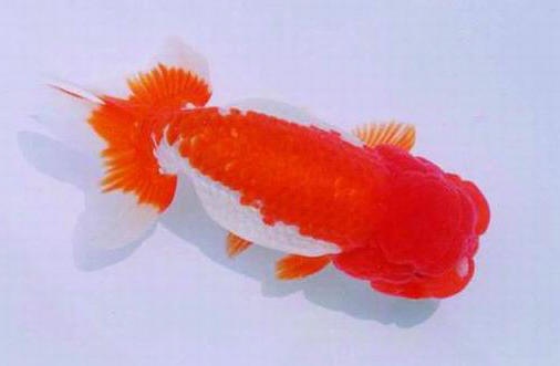 金魚之王-蘭壽.jpg