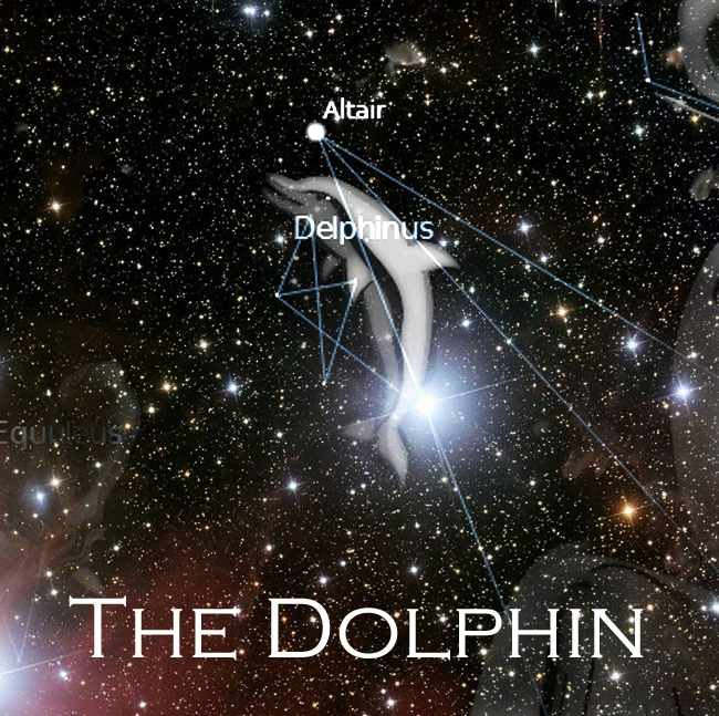 3) dolphin.jpg