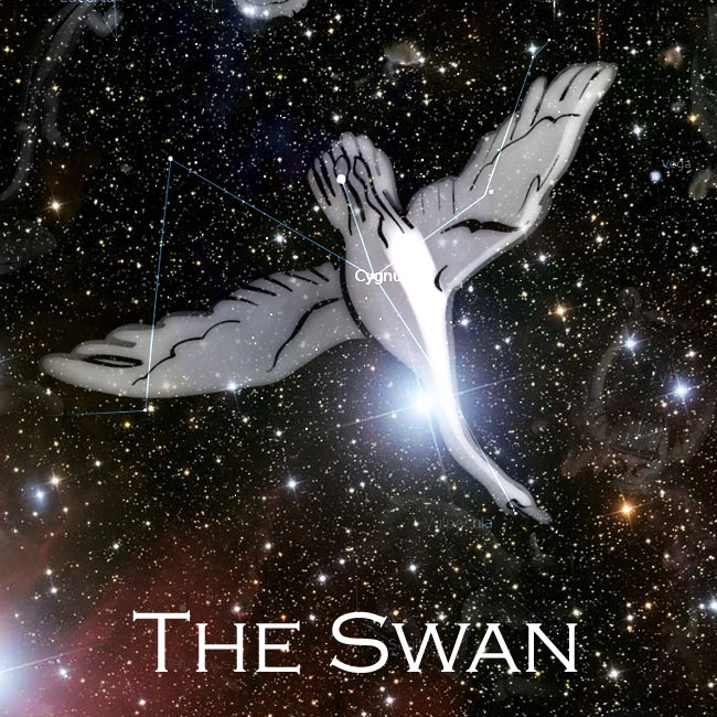 4) swan.jpg