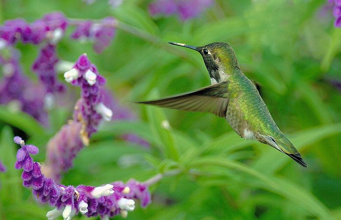 hummingbird (2).jpg
