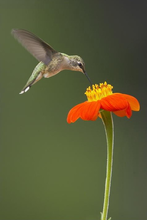 hummingbird (8).jpg