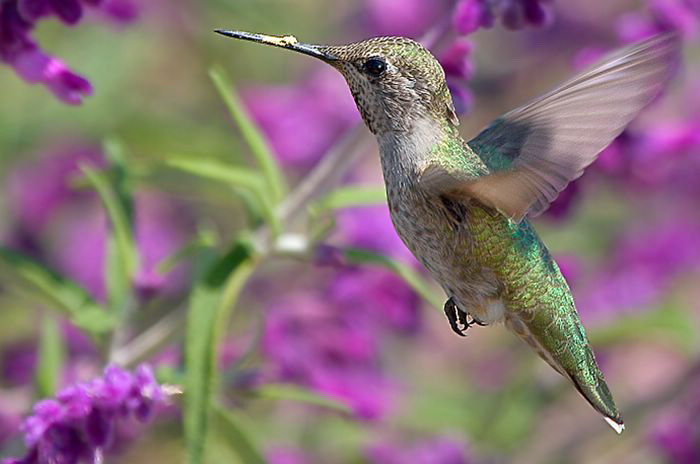 hummingbird (10).jpg
