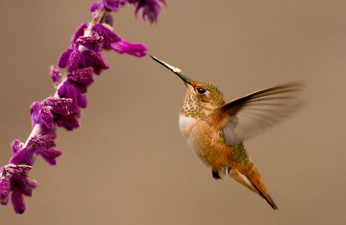 hummingbird (12).jpg