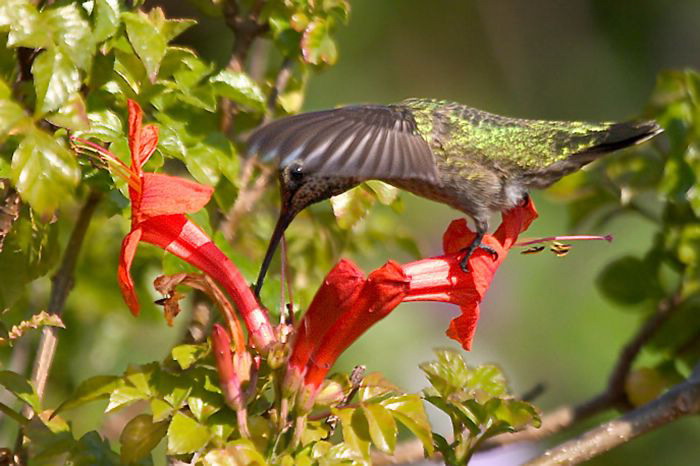 hummingbird (13).jpg