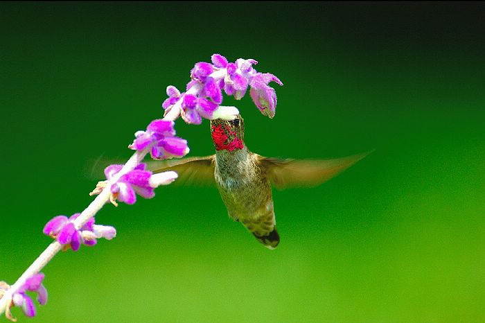 hummingbird (14).jpg