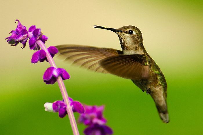 hummingbird (18).jpg