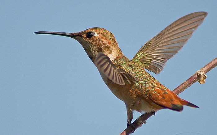 hummingbird (19).jpg