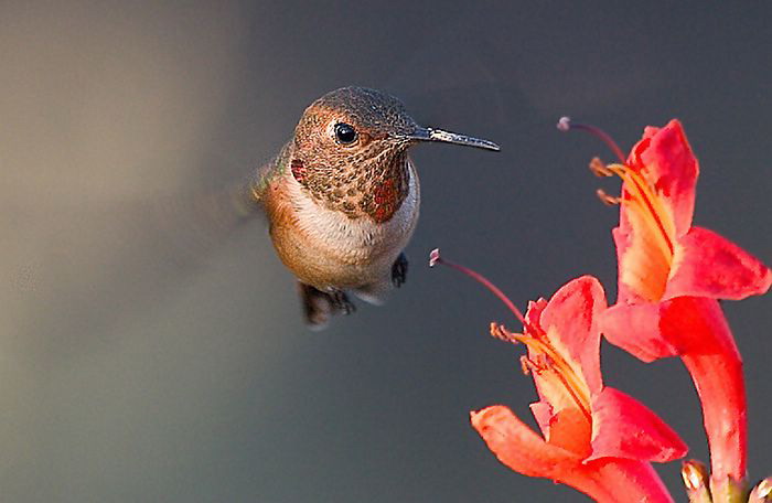 hummingbird (21).jpg